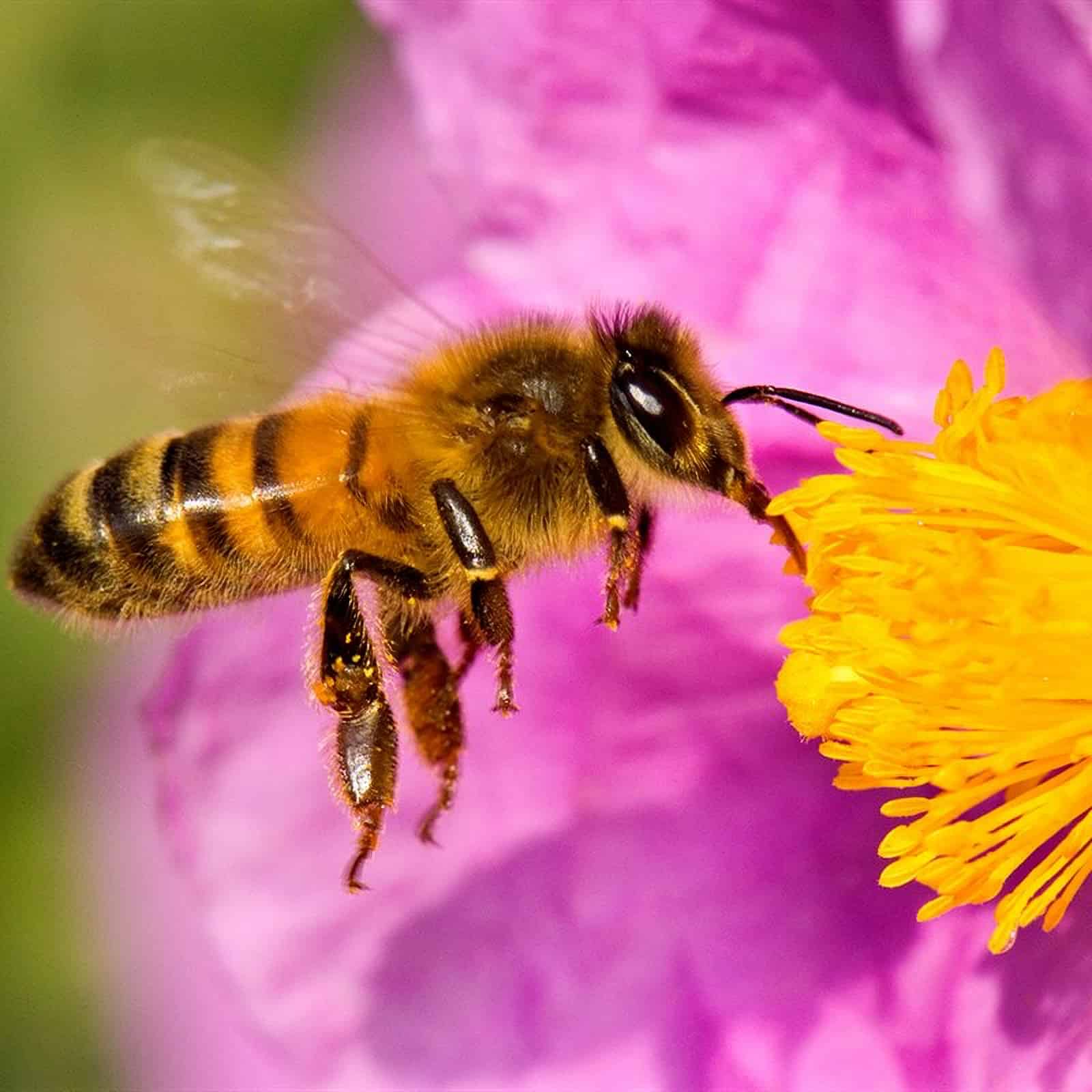 Sin abejas, no hay alimentos