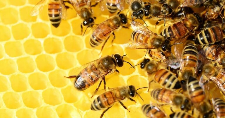 Sin abejas, no hay alimentos