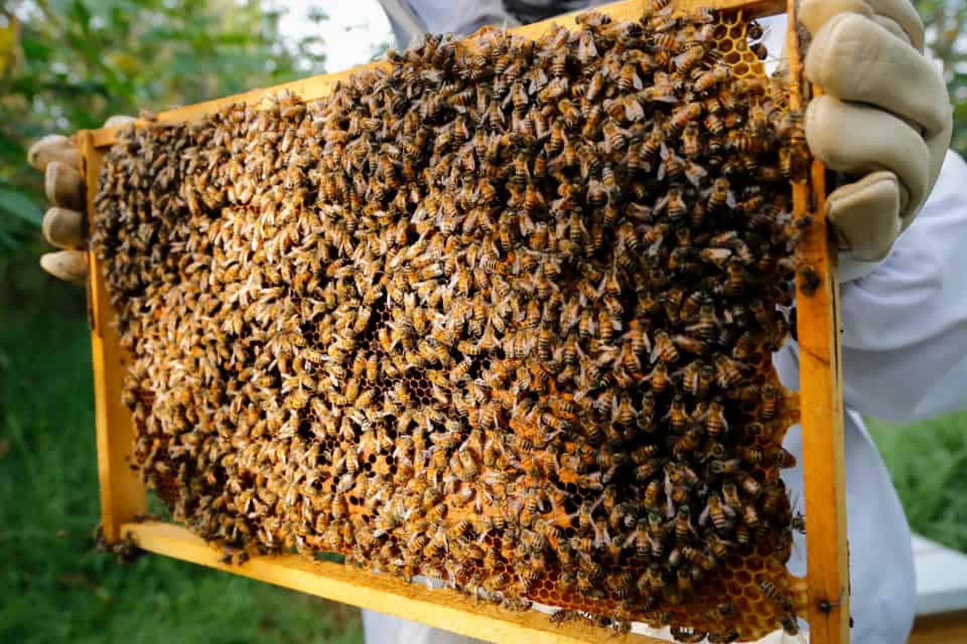 Sin abejas, no hay alimentos