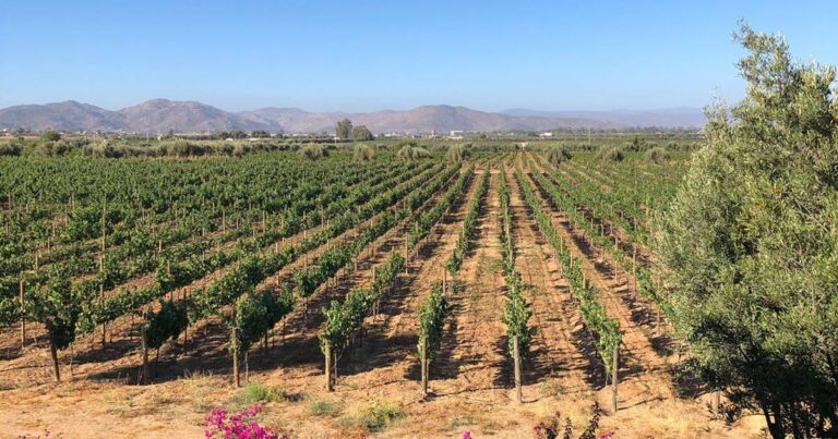 Ruta del Queso y el Vino en Querétaro
