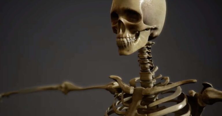 El esqueleto y los huesos